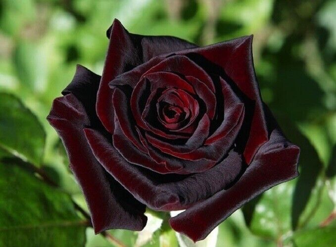 BLACK BACCARAT